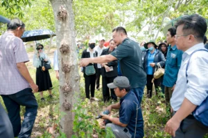 Chủ vườn giới thiệu kỹ thuật khai thác mủ trôm hiện đang áp dụng