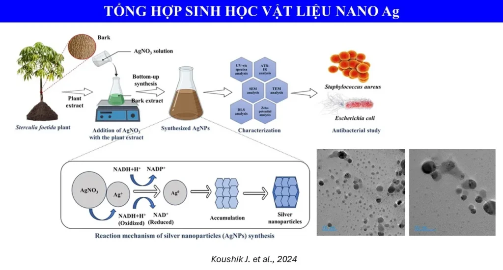 Tổng hợp từ TS. NCVC. Lê Nghiêm Anh Tuấn (Koushik J. et al., 2024)